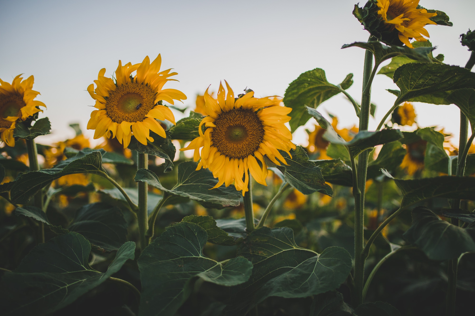 Davis Sunflower Fields Davis, Ca Melissa Goodland Award Winning